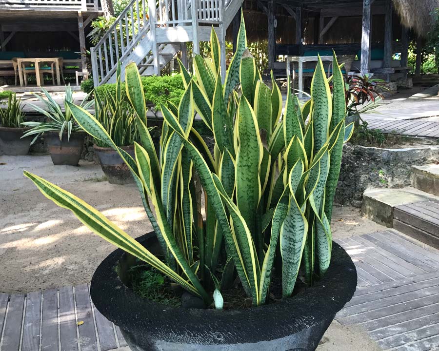 Sansevieria trifasciata, Mother-in-Laws Tongue