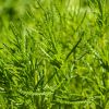 Santolina Virens - Green Lavender Cotton foliage close-up
