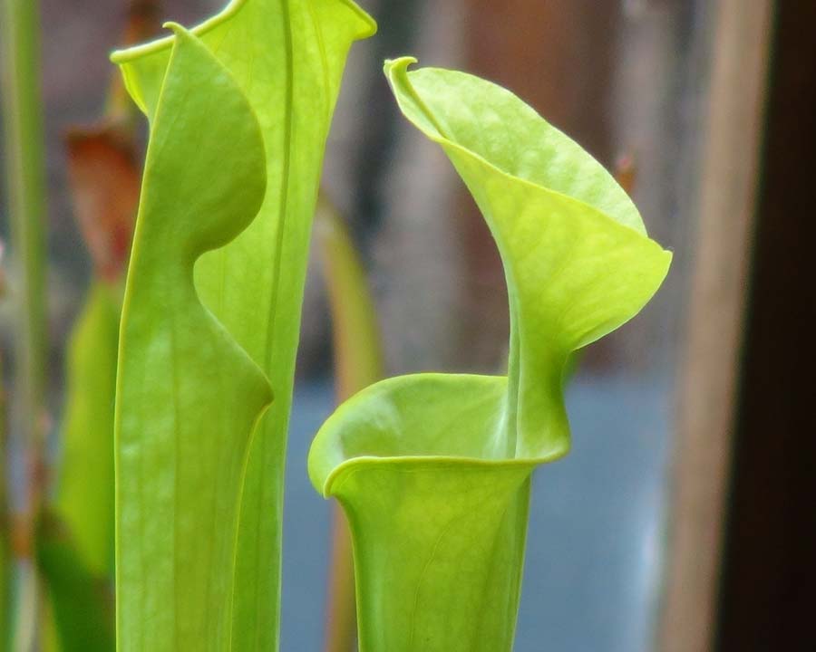 Sarracenia alata x leucophylla