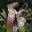 Sarracenia leucophylla, The Pitcher Plant