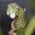 Sarrarcenia leucophylla