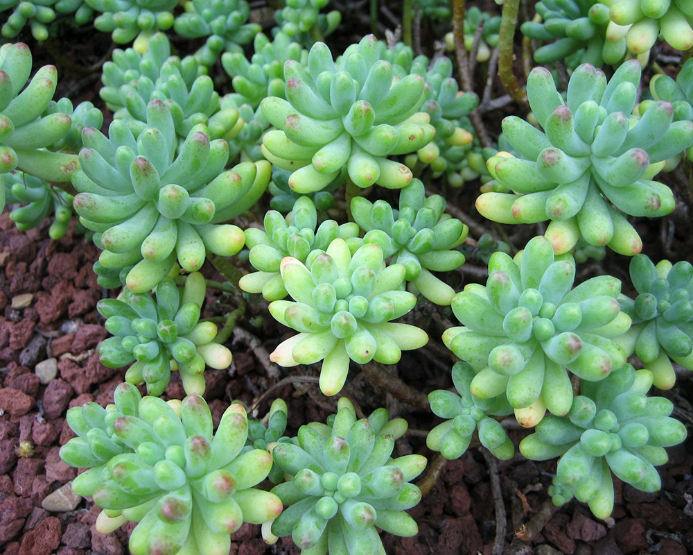 Sedum x rubrotinctum - Jelly Bean Plant