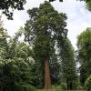 Sequoiadendron giganteum, or Wellingtonia - as seen at Nymans, Sussex, UK