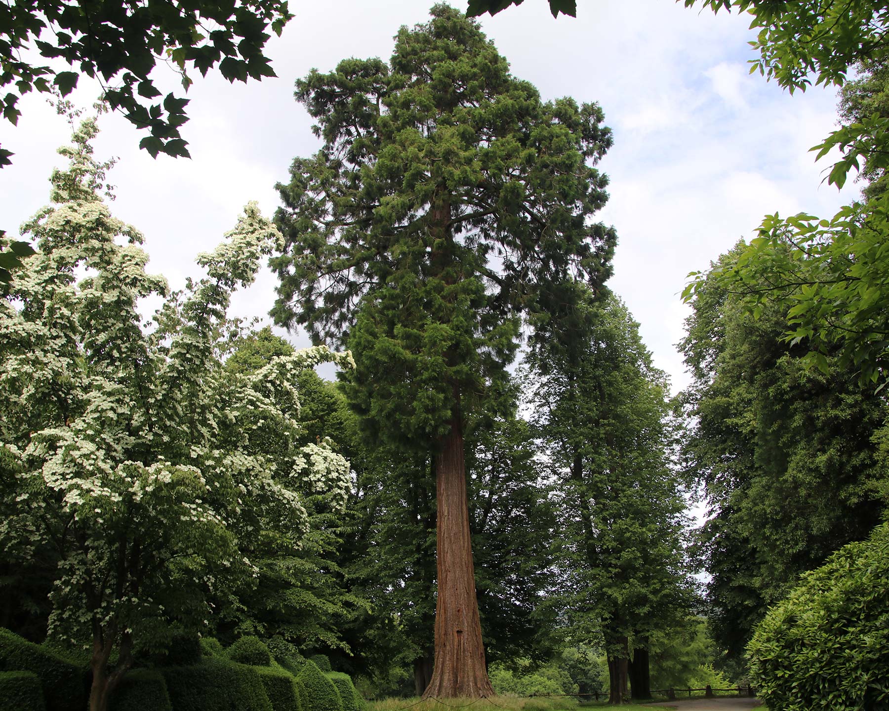 Sequoiadendron giganteum, or Wellingtonia - as seen at Nymans, Sussex, UK