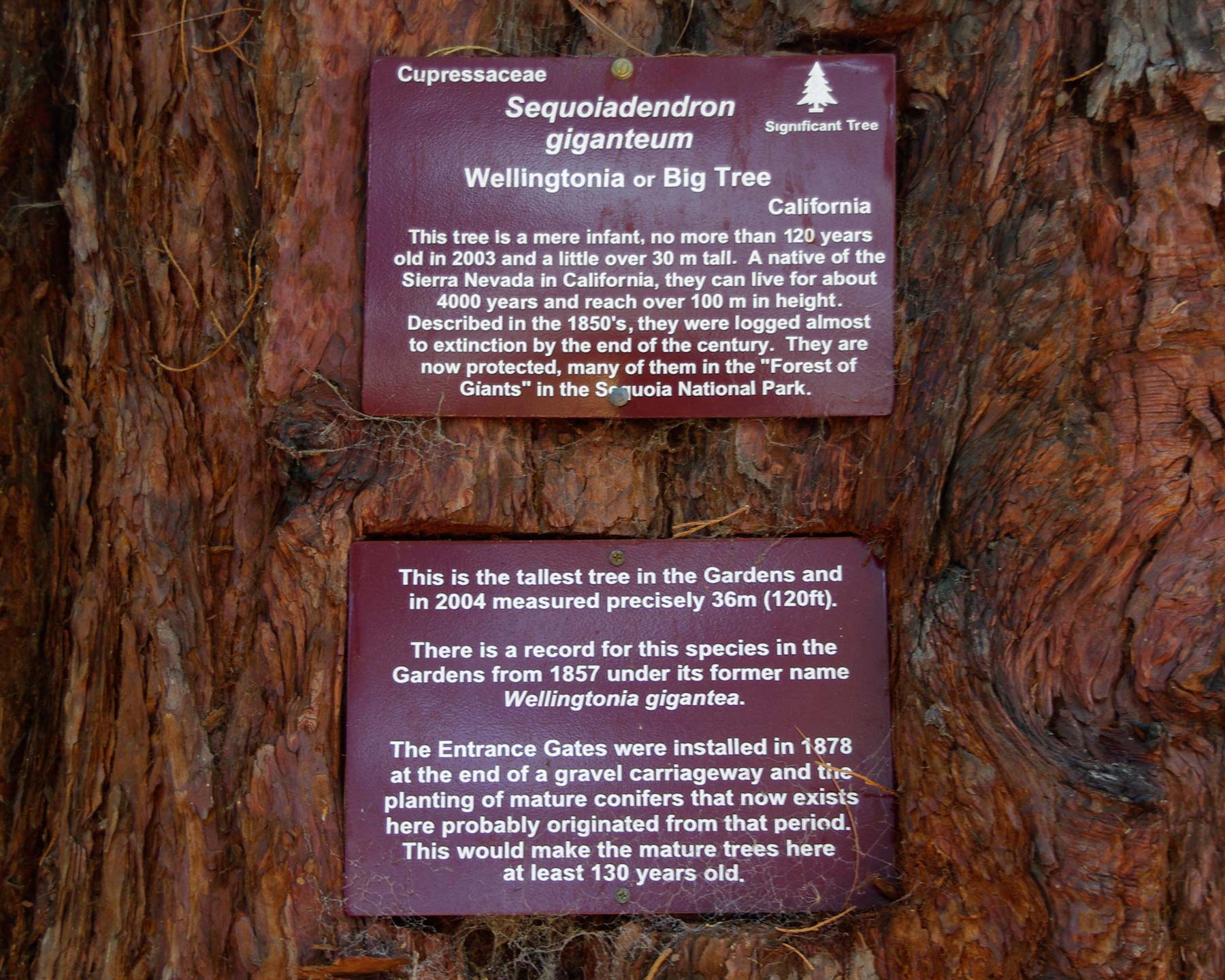 Sequoiadendron Gigantum - the sign as seen at the entrance to Hobart Botanic Gardens