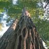 Sequoiadendron giganteum - Giant Redwood, Big Sur, California