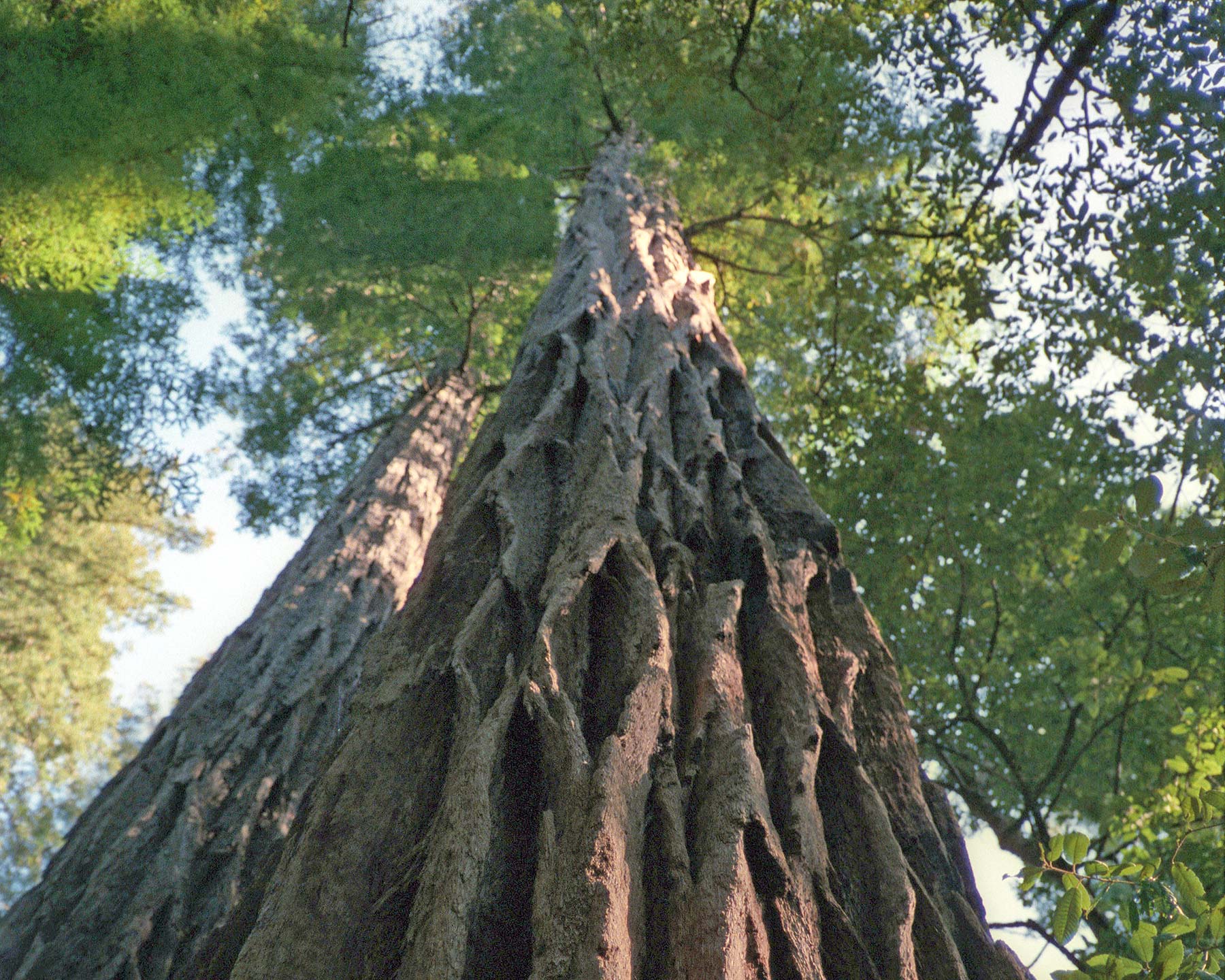 Sequoiadendron giganteum - Giant Redwood, Big Sur, California