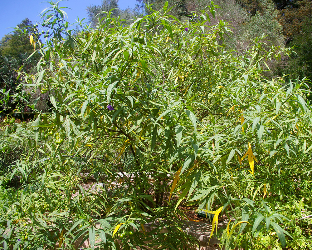 Solanum aviculare - Kangaroo Apple