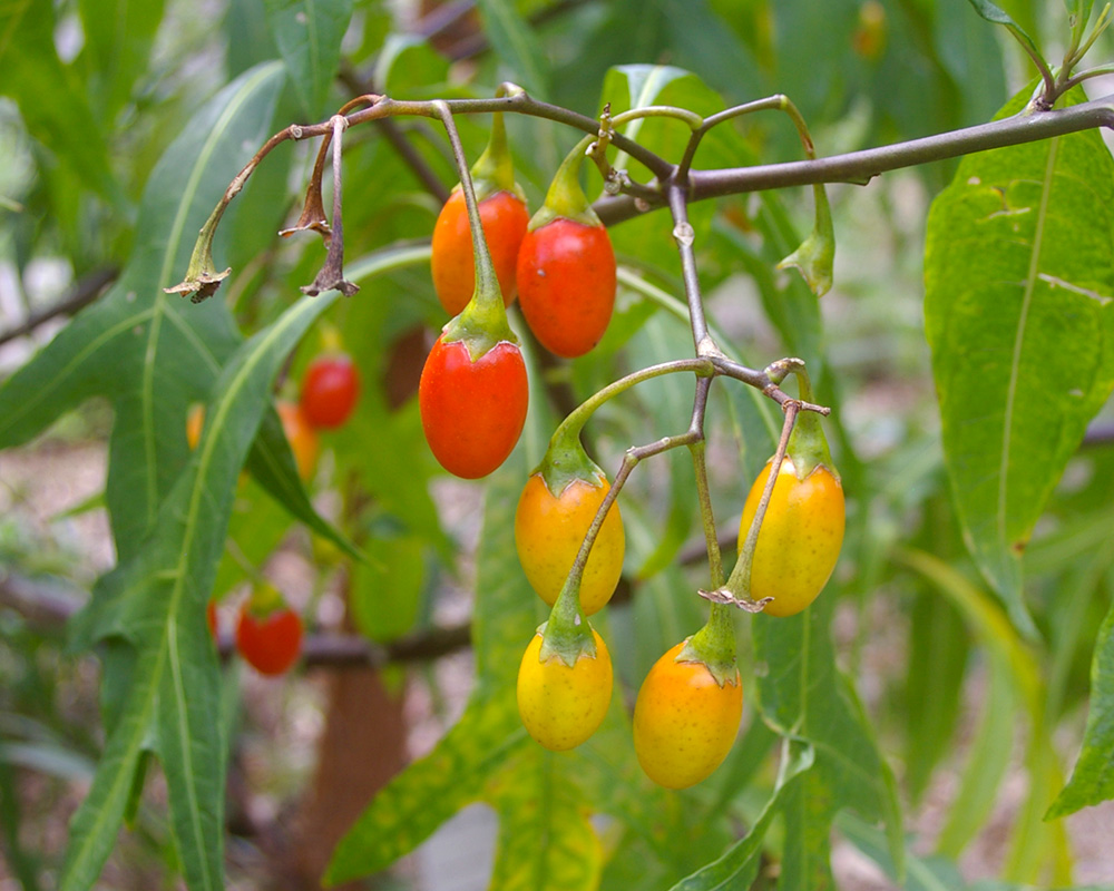 Solanum aviculare - the Kangaroo Apple