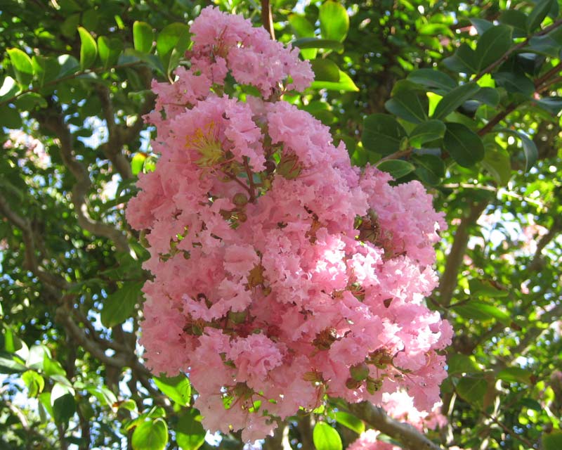 Lagerstroemia indica hybrid - panicles of soft pink frilly flowers