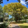 Tipuana Tipu - Sydney Botanic Gardens in spring