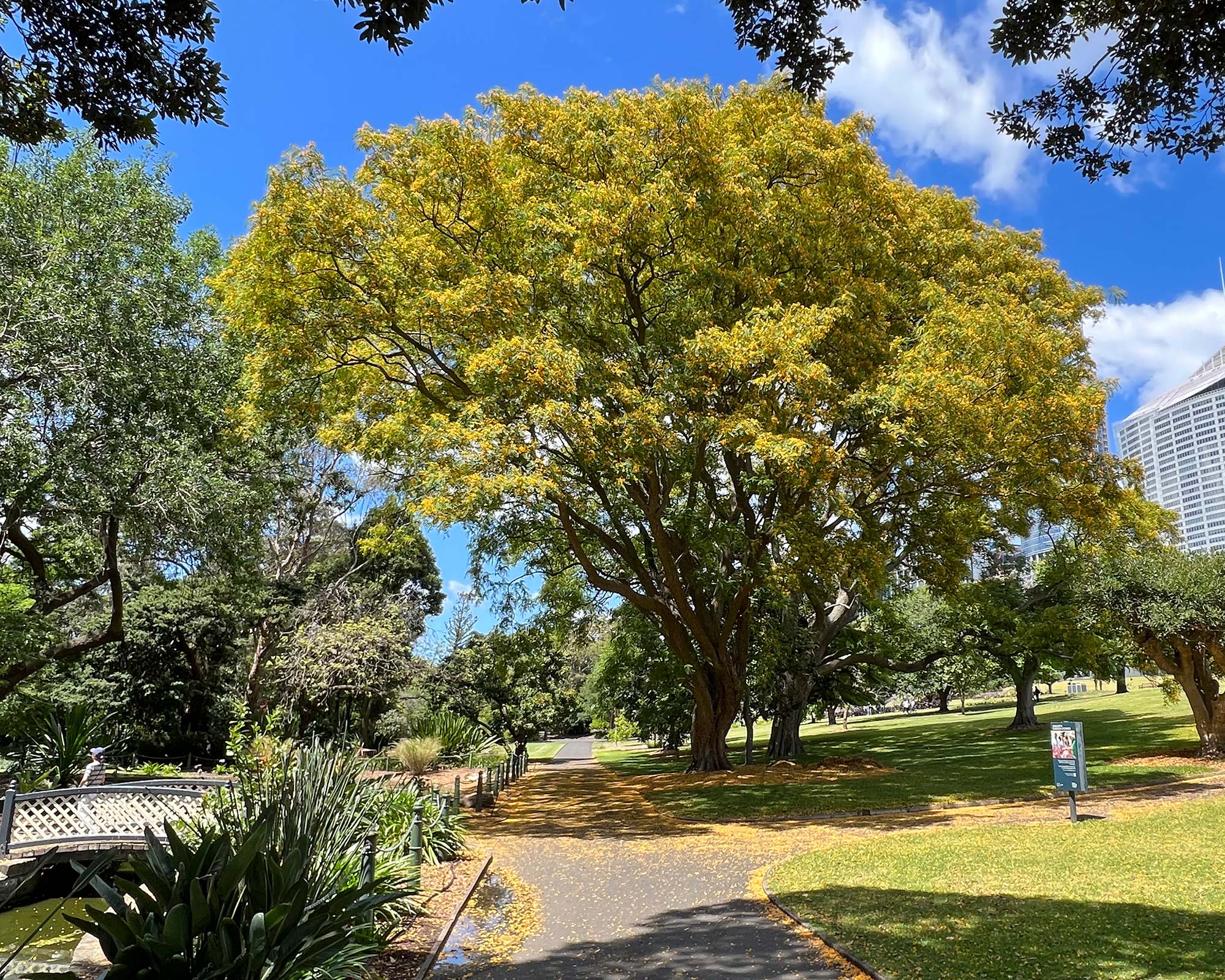 Tipuana Tipu - Sydney Botanic Gardens in spring