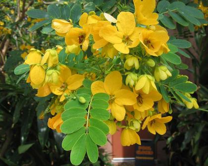 Tipuana Tipu - a colourful and fast growing tree, but also potentially a noxious weed