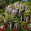 Wisteria Hybrids - this is White Blue Eyes