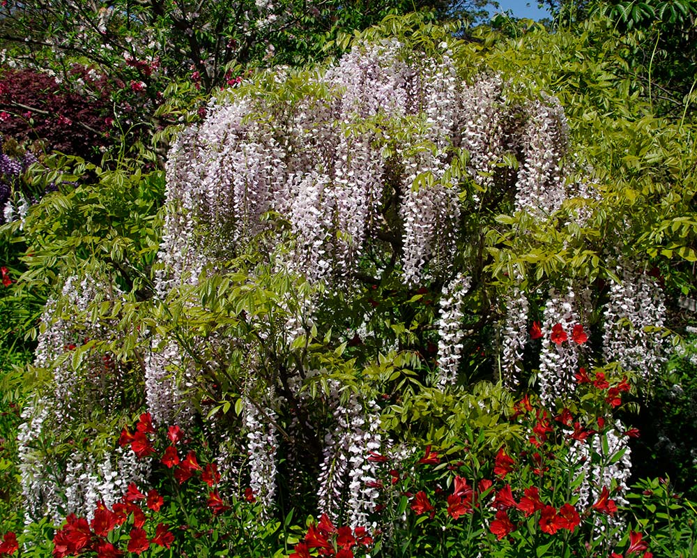 Wisteria Hybrids - this is White Blue Eyes