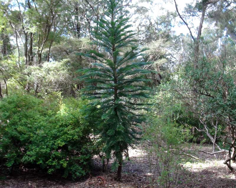 Wollemia nobilis, The Wollemi Pine