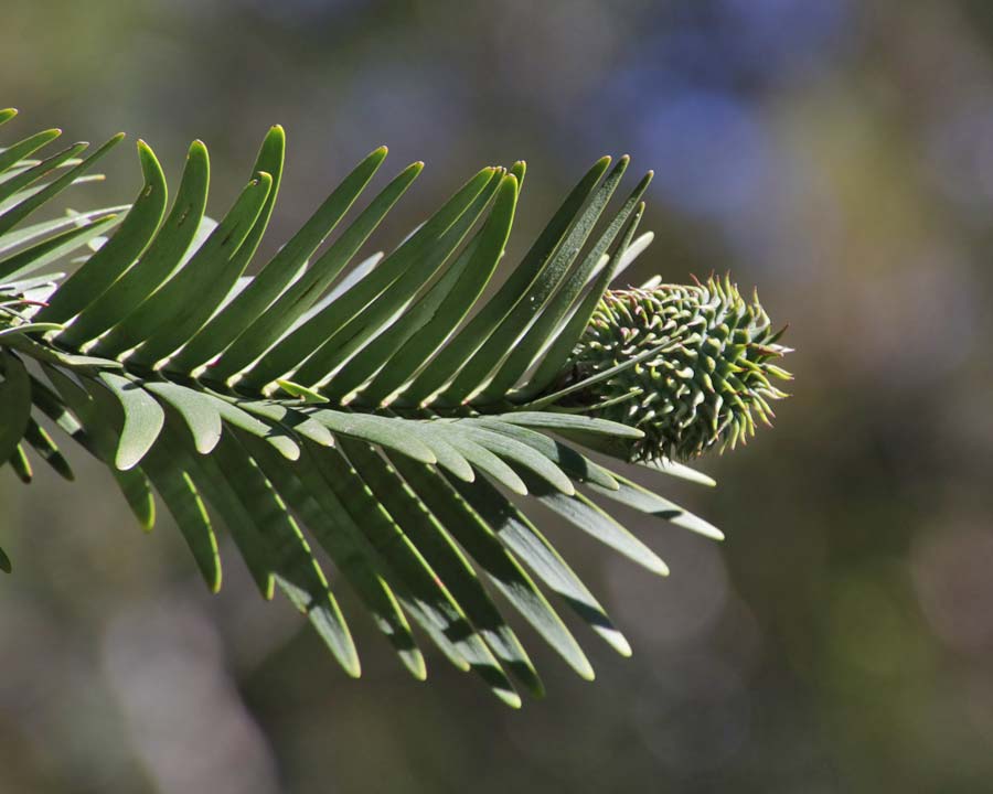 Wollemia nobilis, Wollemi Pine - female cone
