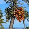 Woodyetia bifurcata - Foxtail Palm