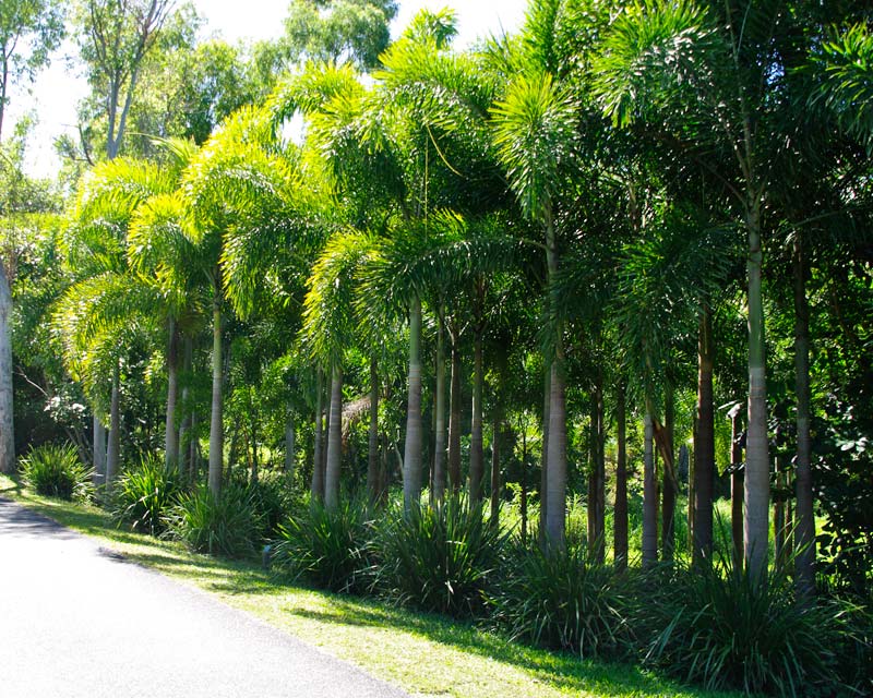 Woodyetia Bifurcata - the Foxtail Palm lining the entrance to Tala Beach Resort in North Queensland