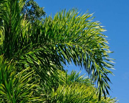 Woodyetia Bifurcata - the Foxtail Palm