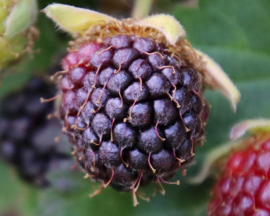 Blackberry - Rubus fruticosus - made up of lots of drupes each with its own seed inside and remains of the style