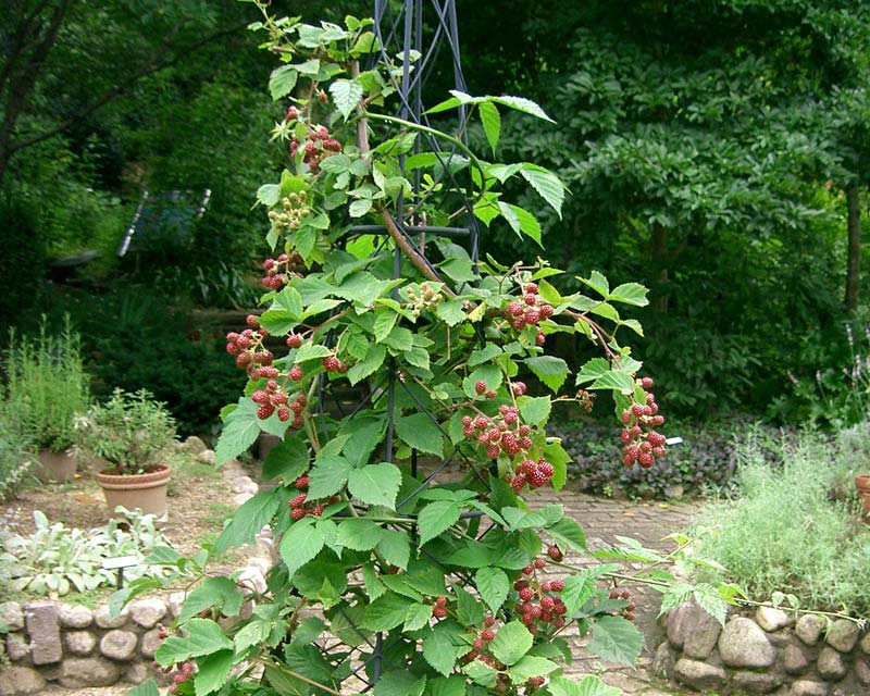 Rubus fruticosus, the Blackberry - photo Kenpei