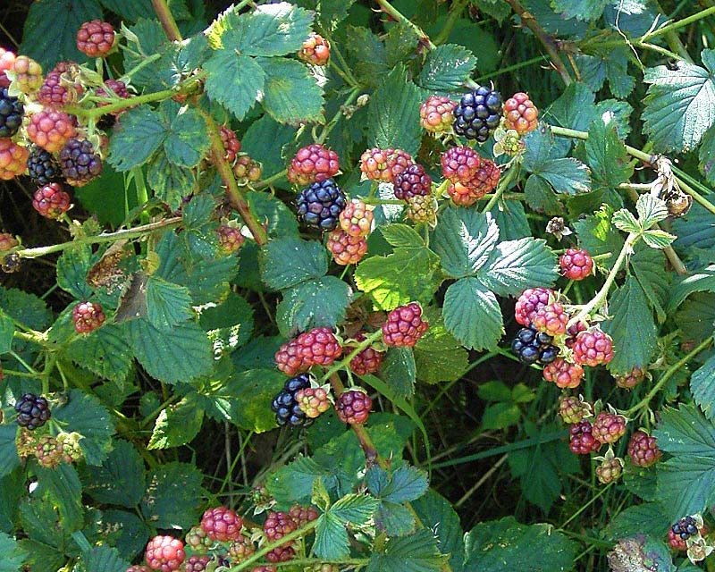 Rubus fruticosus, the Blackberry - photo Frank Vincentz