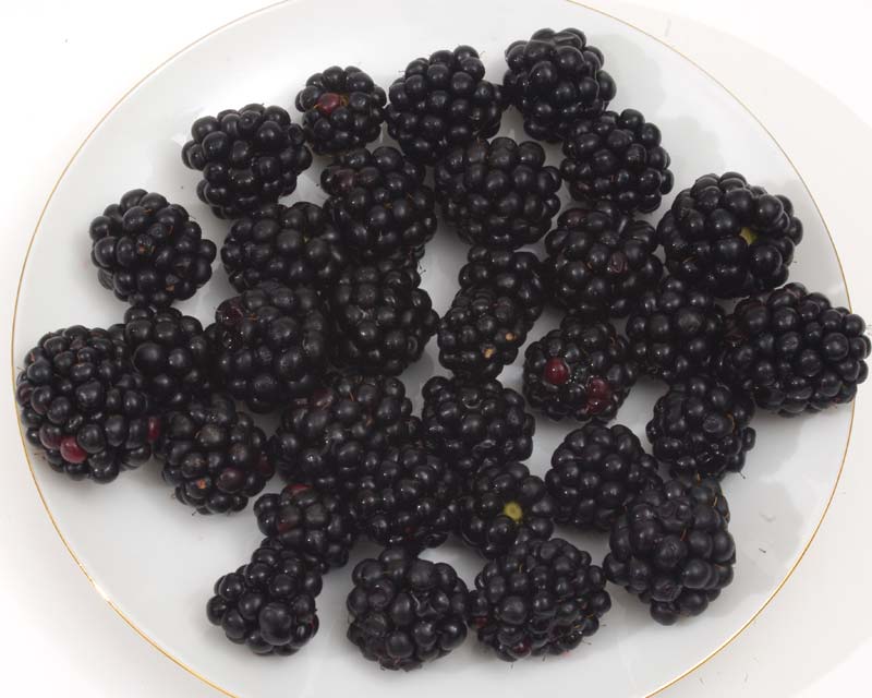 Rubus fruticosus  - blackberries make great juice and jam but perhaps best fresh and raw.
