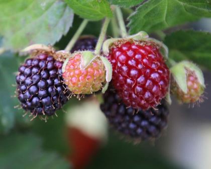 Rubus fruticosus - Blackberry - fruit changes from pink to red and black as they mature