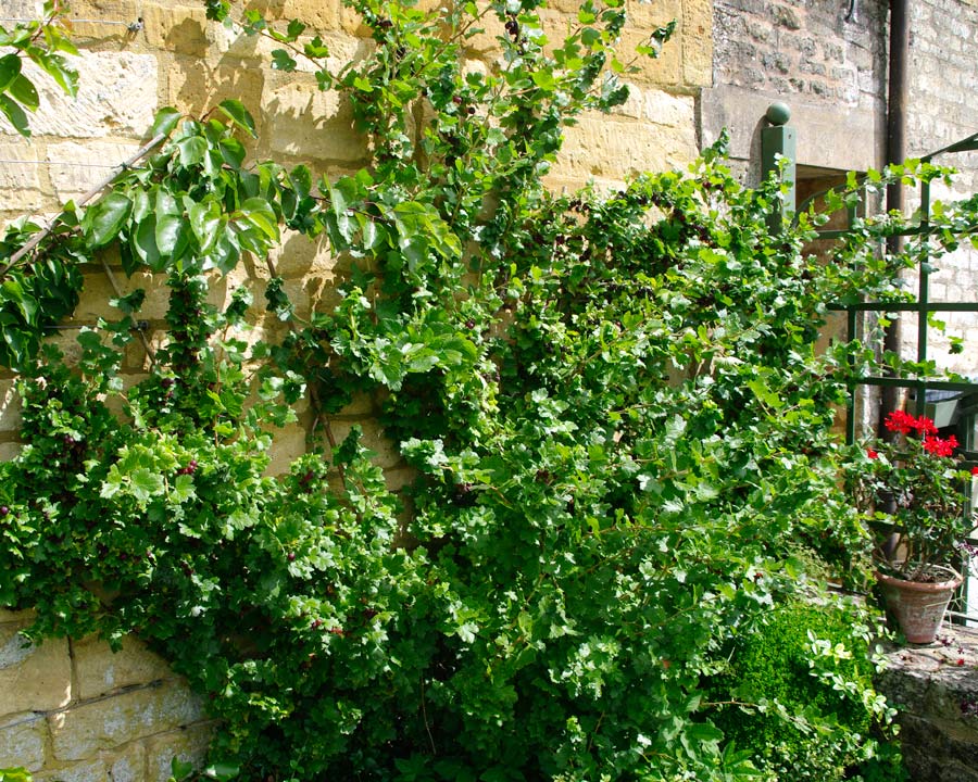 Ribes uva-crispa - Red Gooseberry cultivar successfully fan trained against wall