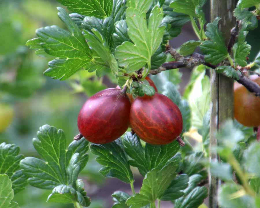 Ribes uva-crispa - Gooseberry cultivar with red fruit possibly