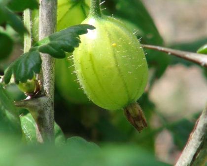 Ribes uva-crispa, the gooseberry