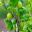 Ribes uva-crispa Pax -  Gooseberry,