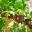 Ribes uva-crispa - Gooseberries hanging along length of arching canes
