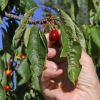 Prunus avium - Sweet Cherry