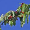 Prunus avium -The Wild or Sweet Cherry