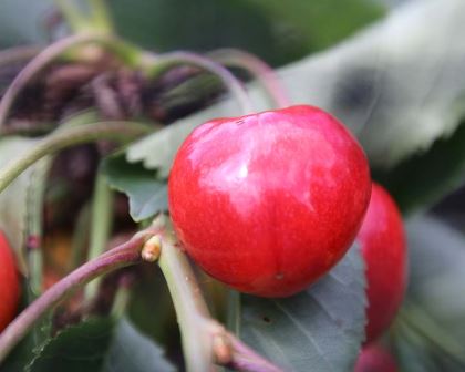 Prunus avium Stella - the Sweet Cherry