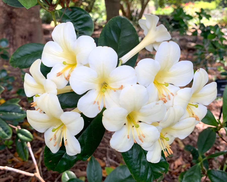 Rhododendron Vireya 'Highland White Jade'