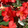 Rhododendron vireya 'Fire Plum'