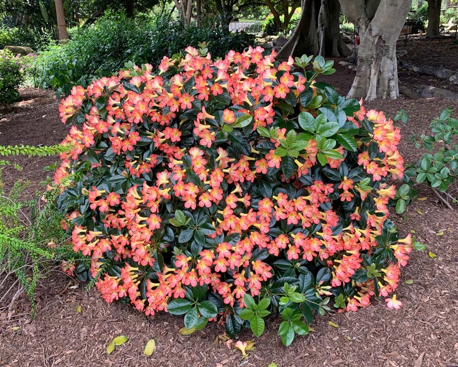 Rhododendron Vireya Group - rounded shrub, fabulous display of flowers in late summer, early autumn