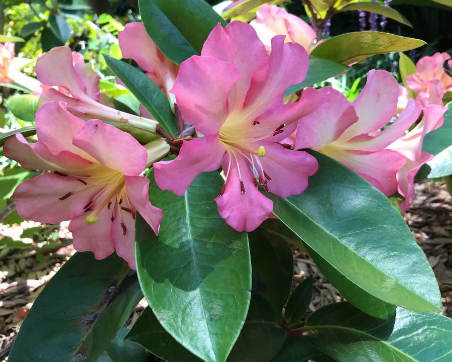 Rhododendron vireya 'Mae West'