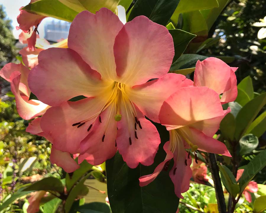 Rhododendron vireya 'Mae West'