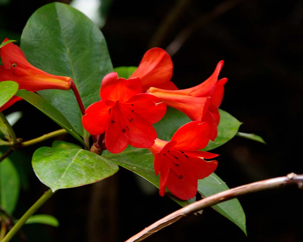 Vireya rhododendron Nuigini Firebird - as seen in Jubilee Gardens, Hobart