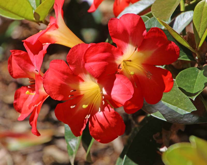 Rhododendron vireya 'Scarlet O'Hara'