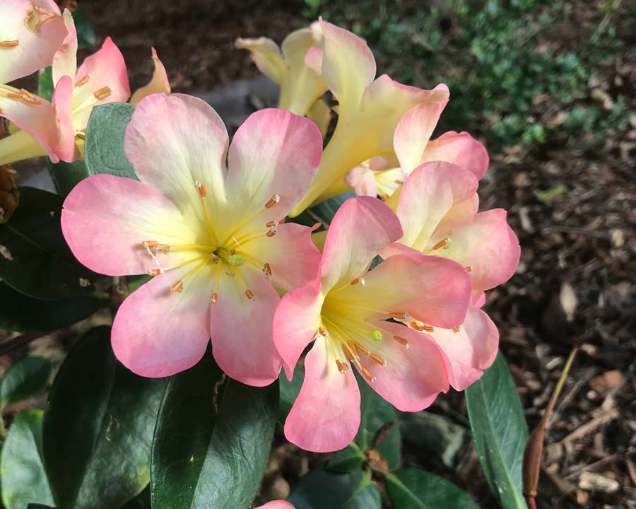 Rhododendron Vireya 'Sweet Wendy'