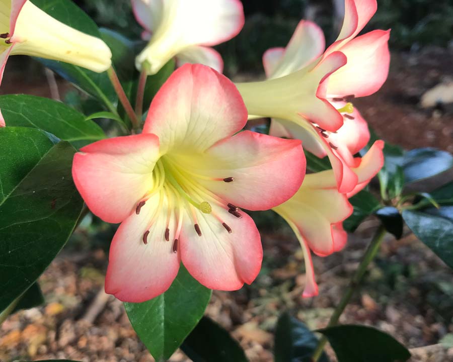 Rhododendron Vireya 'Veronica Maureen'