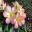 Rhododendron Vireya 'Sweet Wendy'