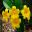 Rhododendron vireya 'Laetum' - yellow trumpet shaped flowers