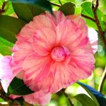 Camellia  hybrids