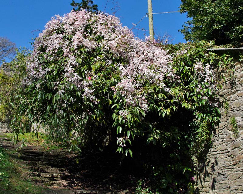 Clematis armandii Apple Blossom - showing just what a scrambler it is, so ensure you give it adequate support.